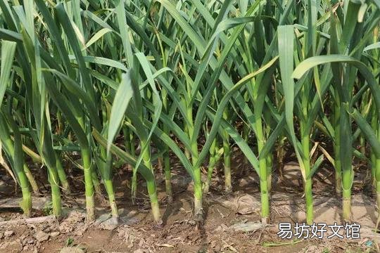 大蒜出苗慢是什么原因,该怎样解决?