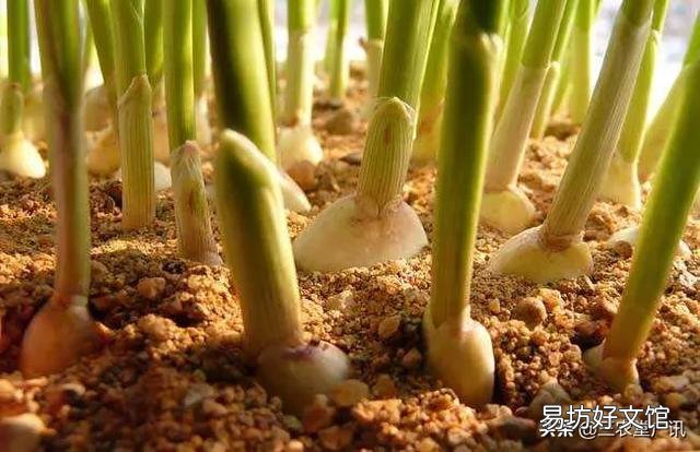 大蒜出苗慢是什么原因,该怎样解决?