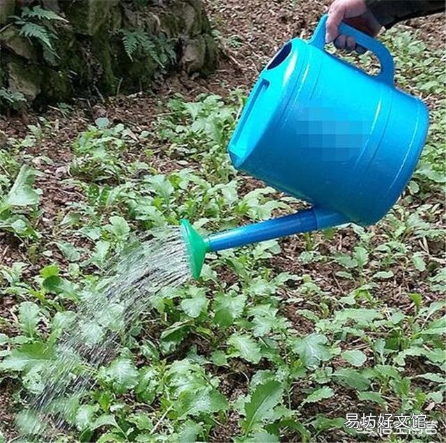 大蒜出苗慢是什么原因,该怎样解决?