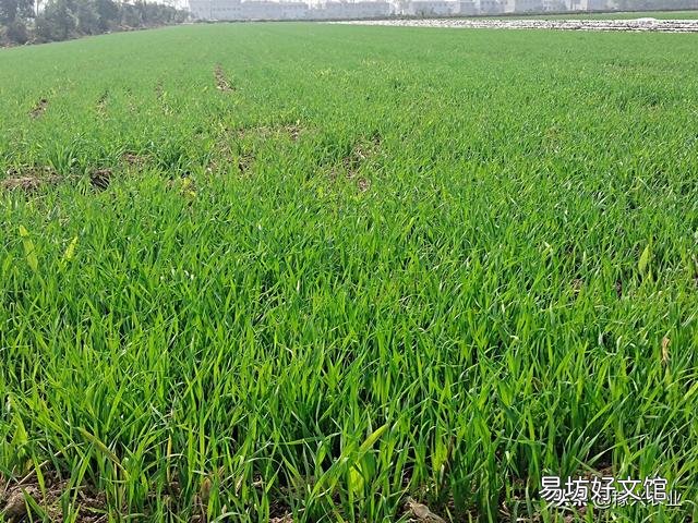 小麥打除草劑能加入硼肥一起用嗎？