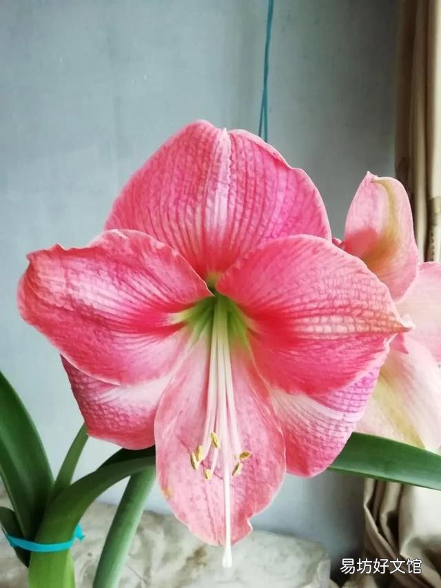 可以分享一张你认为的最美鲜花照片吗？