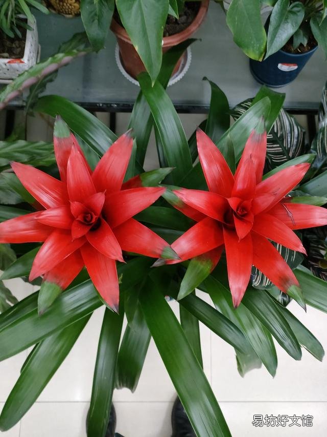 可以分享一张你认为的最美鲜花照片吗？