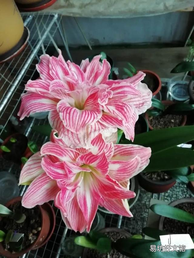 可以分享一张你认为的最美鲜花照片吗？