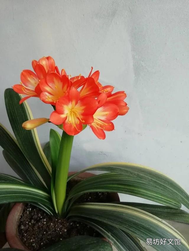 可以分享一张你认为的最美鲜花照片吗？