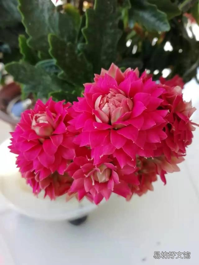 可以分享一张你认为的最美鲜花照片吗？