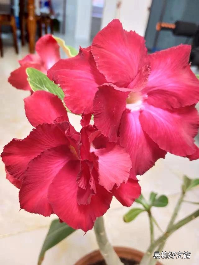 可以分享一张你认为的最美鲜花照片吗？