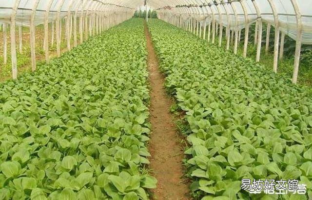 土地挖深2米，上面蓋上塑料膜，種菜效果好嗎？