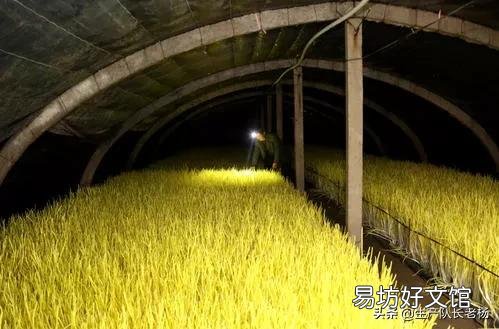 土地挖深2米，上面蓋上塑料膜，種菜效果好嗎？