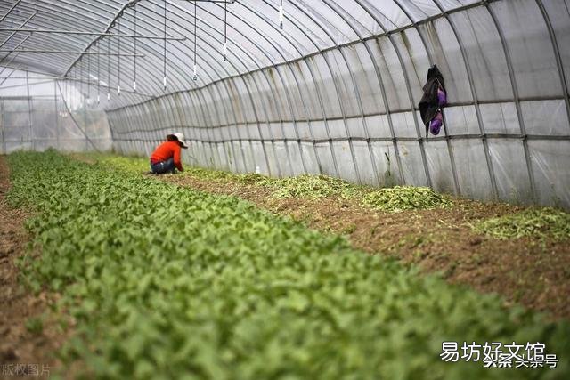土地挖深2米，上面蓋上塑料膜，種菜效果好嗎？