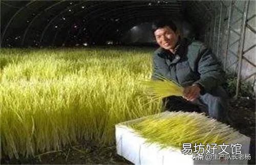 土地挖深2米，上面蓋上塑料膜，種菜效果好嗎？