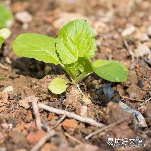 土地挖深2米，上面蓋上塑料膜，種菜效果好嗎？