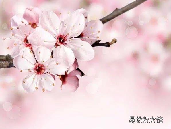 你认为《三国演义》中的杨修是个人才吗？曹操杀他到底对不对？