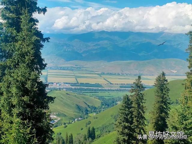 现在农村农田都撂荒,你是支持承包给别人还是选择种树林木绿化?