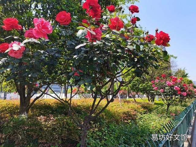 一个女人没离婚和一个男人同居一年多,我有证据,可以告她重婚吗?