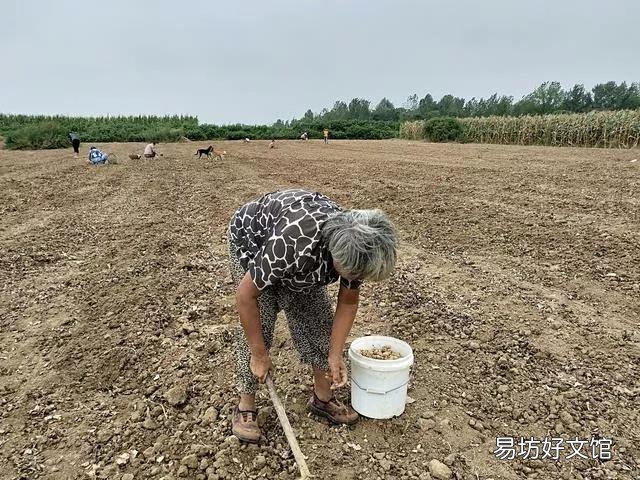 莫言在作品中称母亲拾生产队地里的麦穗被打,她到底是捡还是偷?