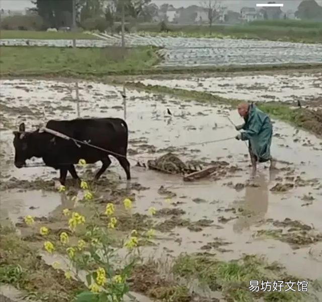 麦麸上涨600,鱼粉上涨700,羊肉价升,玉米量增,养殖该怎么走?
