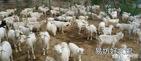 在农用地上搭建养殖棚,属于违法建筑吗?该怎么处理?