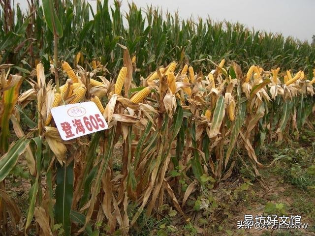 沃玉3号与登海605哪个高产,种哪个好?