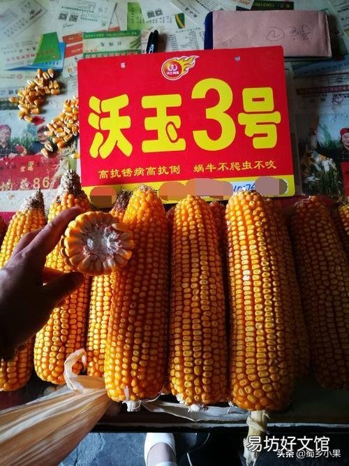 沃玉3号与登海605哪个高产,种哪个好?