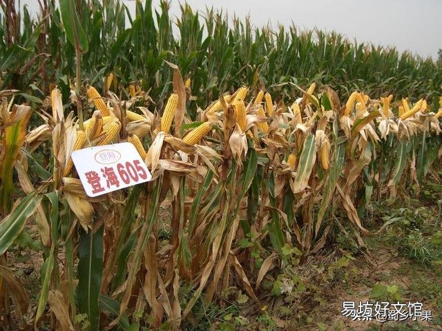 沃玉3号与登海605哪个高产,种哪个好?