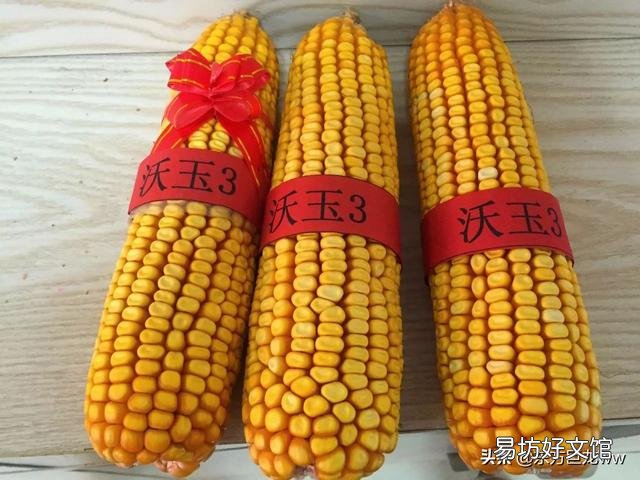 沃玉3号与登海605哪个高产,种哪个好?