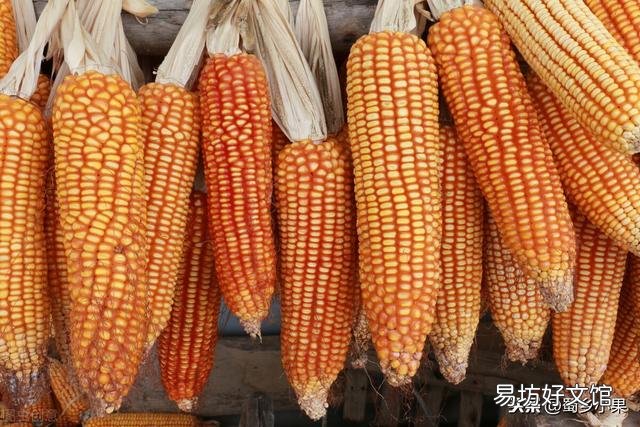 沃玉3号与登海605哪个高产,种哪个好?