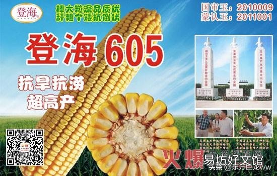 沃玉3号与登海605哪个高产,种哪个好?