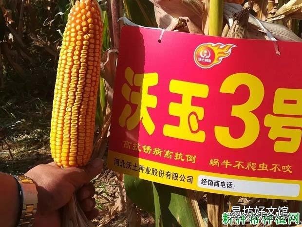 沃玉3号与登海605哪个高产,种哪个好?