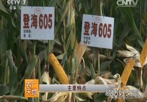 沃玉3号与登海605哪个高产,种哪个好?