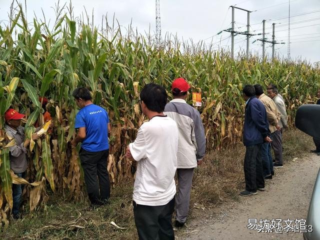 田地边角的玉米比里边的长势好，是因为通风好，还是其他原因？