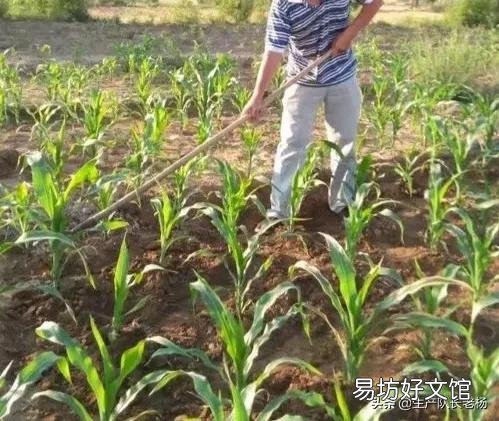 田地边角的玉米比里边的长势好，是因为通风好，还是其他原因？
