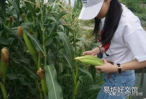 田地边角的玉米比里边的长势好，是因为通风好，还是其他原因？