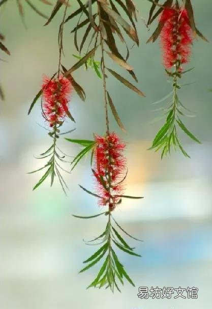 上联:常恋山边芳草嫩,如何对下联?