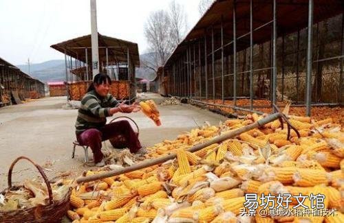 存放多少玉米合法？