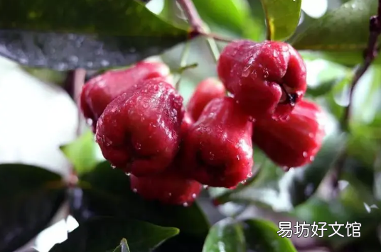 莲雾怎么看熟没熟 莲雾放在米袋子里可以催熟吗
