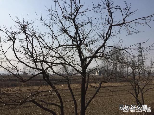 农村什么东西最值钱?