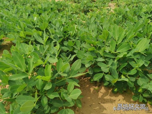 为什么感觉农村种的菜没有城市的贵？
