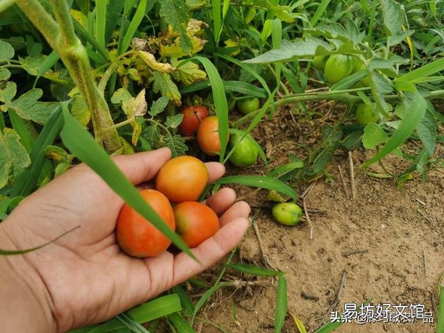 为什么感觉农村种的菜没有城市的贵？