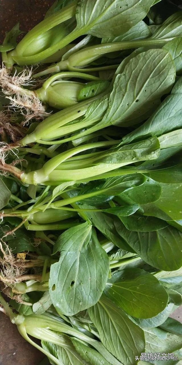 为什么感觉农村种的菜没有城市的贵？