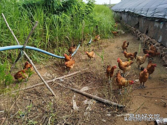 为什么感觉农村种的菜没有城市的贵？