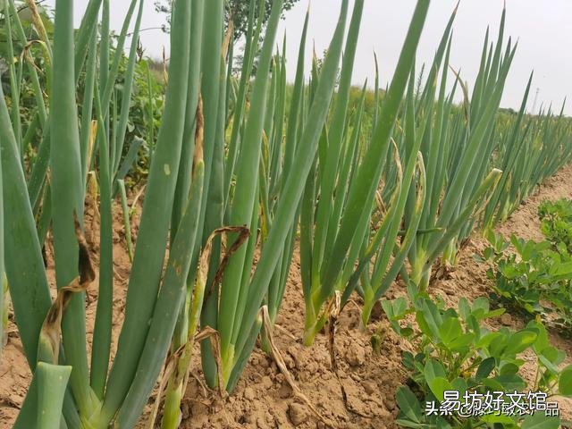 为什么感觉农村种的菜没有城市的贵？