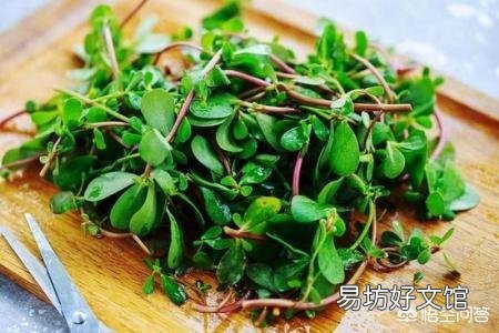 马齿苋的功效有哪些,食用方法有哪些呢?