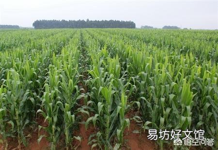 玉米只長棒子不結籽是什么情況造成的？