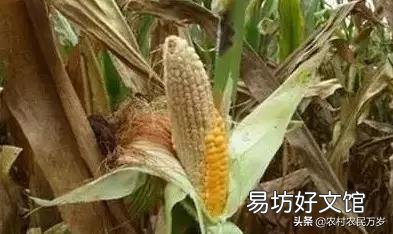 玉米只長棒子不結籽是什么情況造成的？