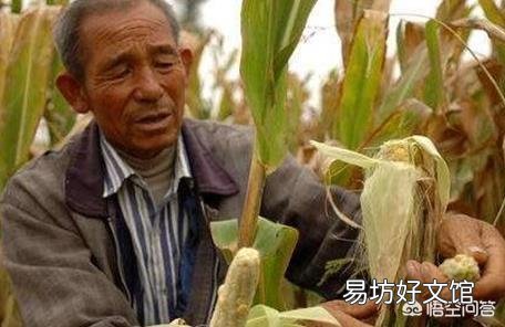 玉米只長棒子不結籽是什么情況造成的？