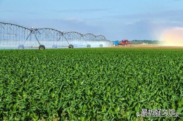玉米只長棒子不結籽是什么情況造成的？