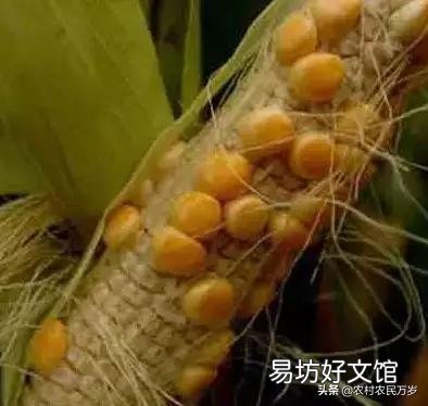 玉米只長棒子不結籽是什么情況造成的？