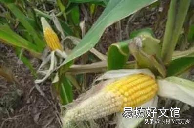 玉米只長棒子不結籽是什么情況造成的？