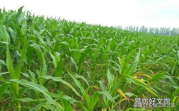 玉米只長棒子不結籽是什么情況造成的？