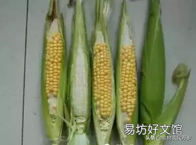 玉米只長棒子不結籽是什么情況造成的？